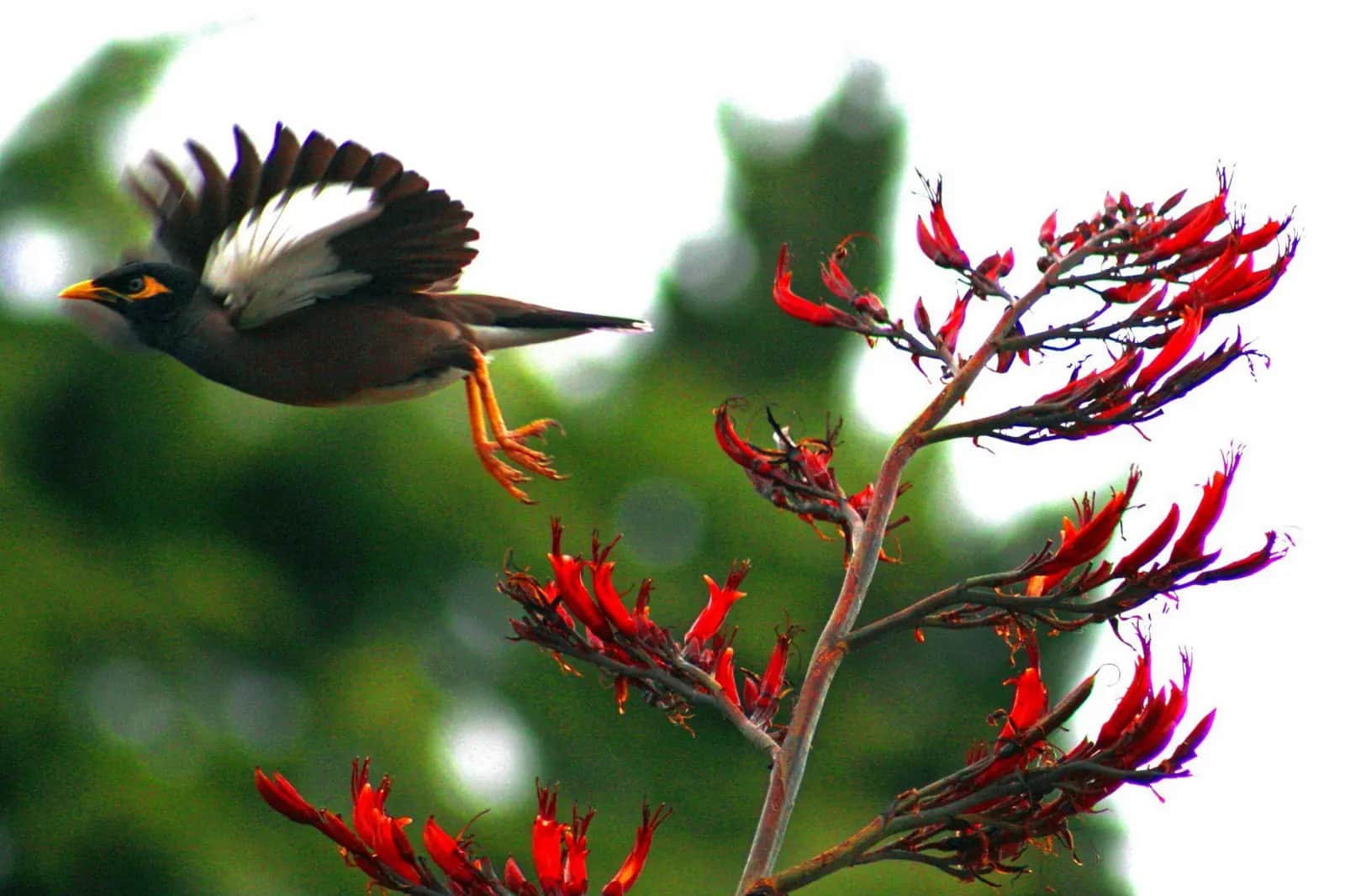 A tūī feeding on red flax flowers