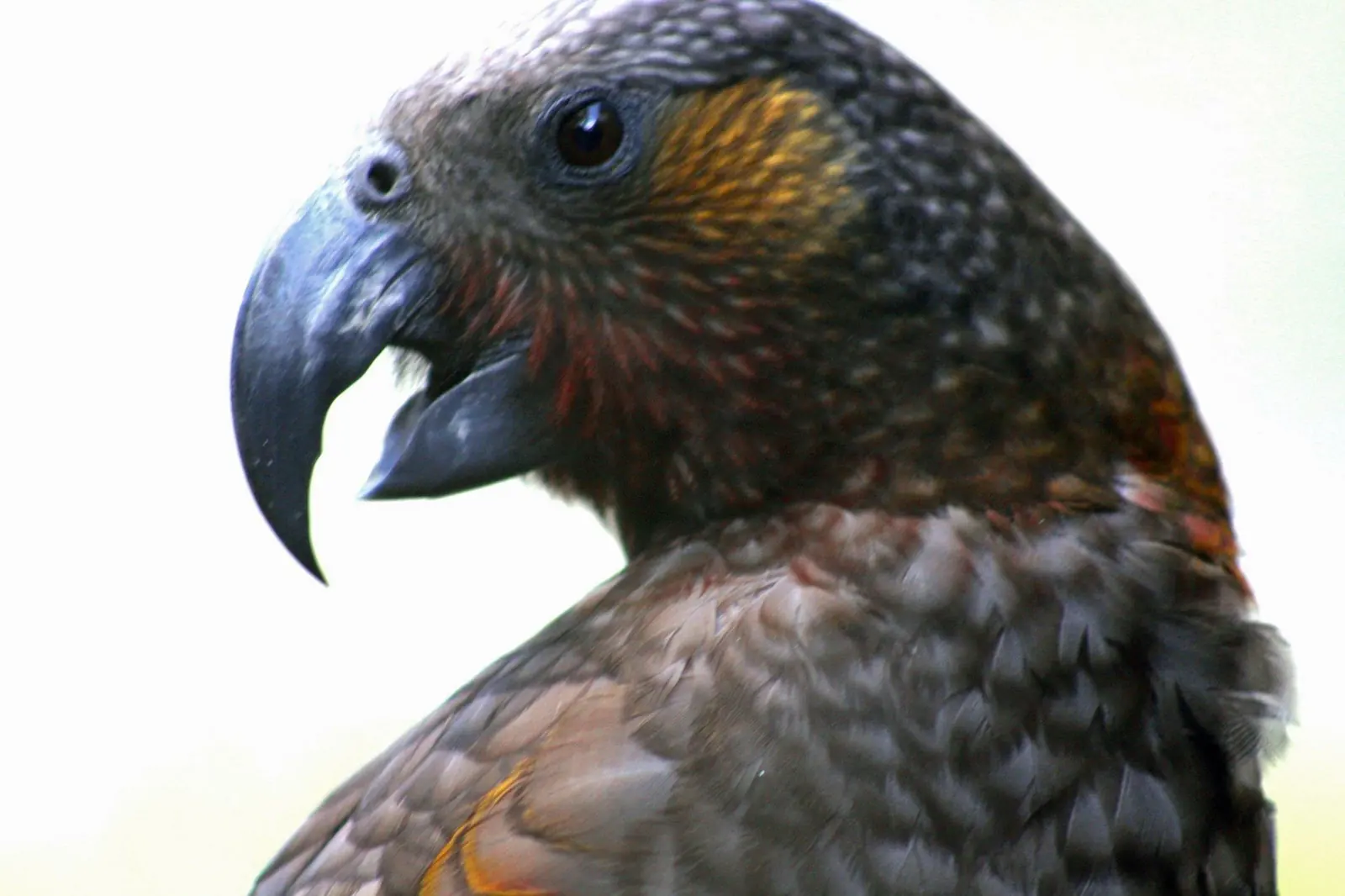 Close-up of a kākā, a native New Zealand parrot