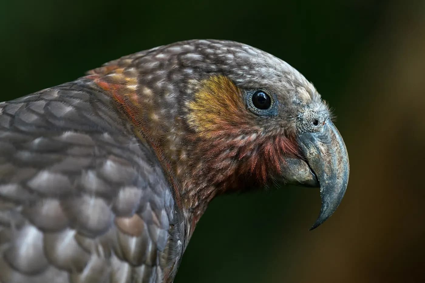 A kākā up close. Compare its beak with a kea's and a kākāpō's.