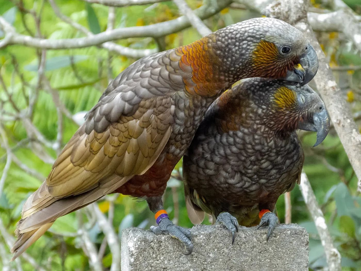 Two North Island kākā preening each other.