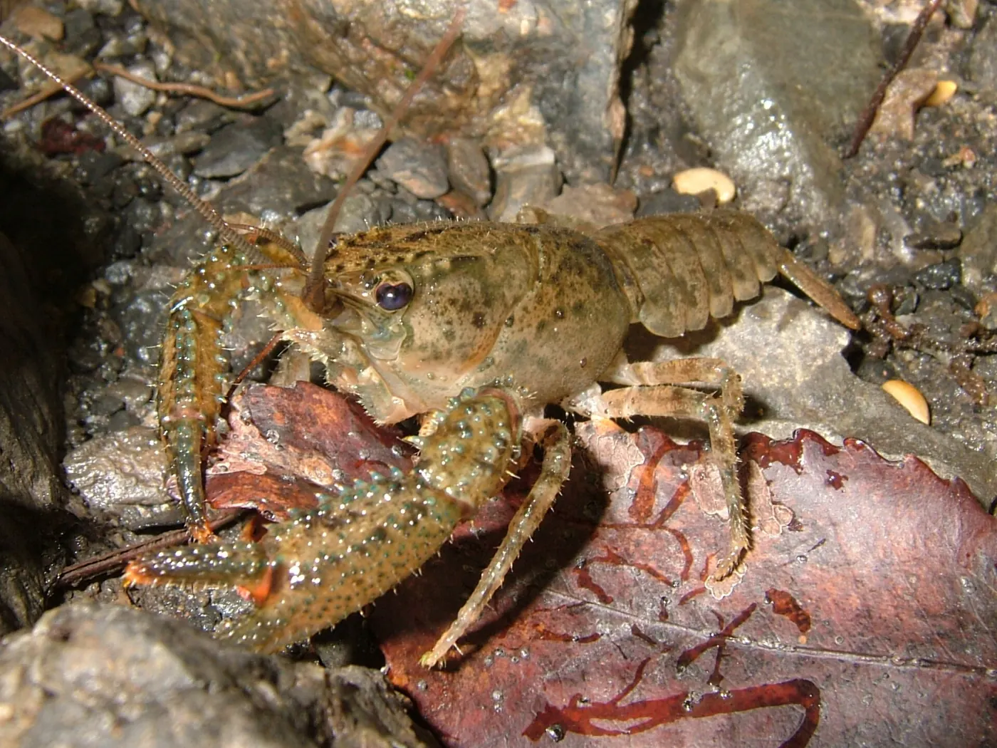 Kōura, the freshwater crayfish: a sign of a stream with good places to hide.