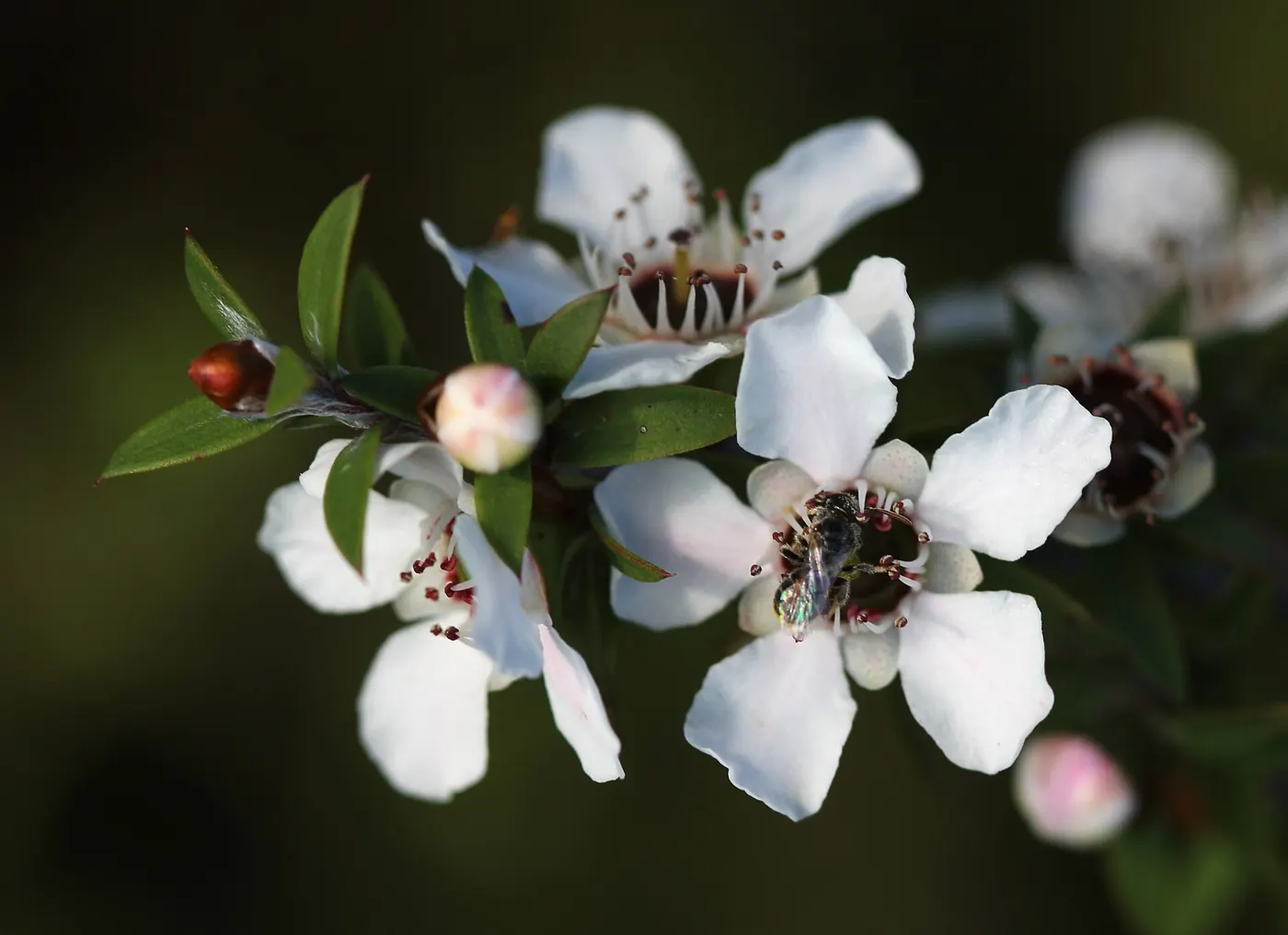 A native bee on mānuka flowers: pollination in action.