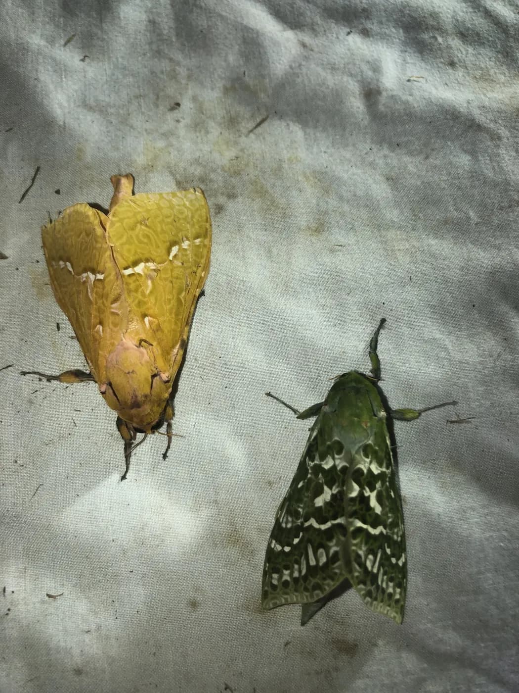 Moths resting on a pale sheet at night, just like a MaramaTrap survey.