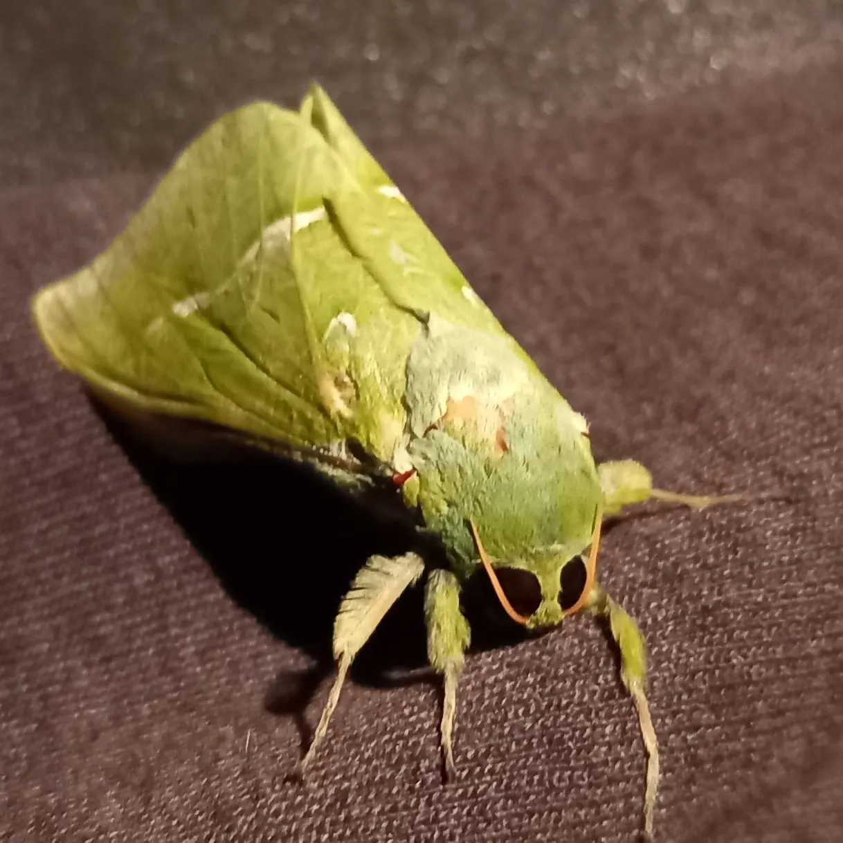 A pūriri moth, Aotearoa's largest moth. It is found only here.