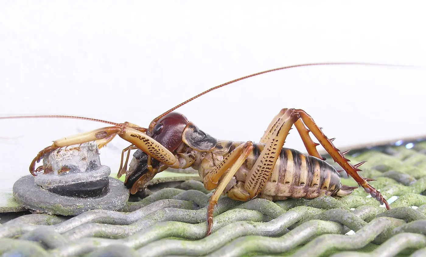 A male tree wētā. Look at the huge jaws and the spiny back legs.